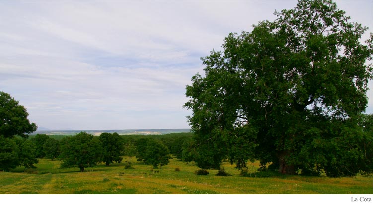La Cota